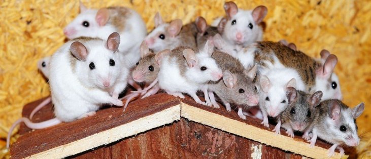 Knaagdieren en hun leefwereld - Alles over knaagdieren de hamster , cavia, konijnen, muizen ratten