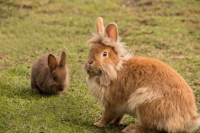Het konijn huisdier - Knaagdieren en hun leefwereld